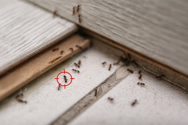Best Affordable Pest Control Services  in Dunn Loring, VA