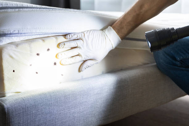 Best Rat Extermination Near Me  in Dunn Loring, VA