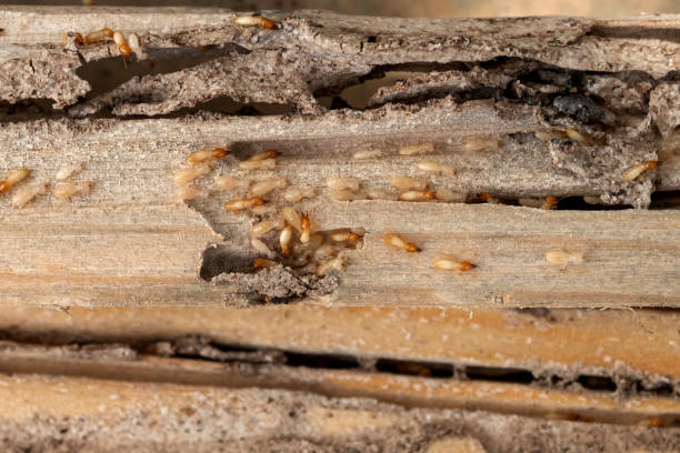Best Ant Control Services  in Dunn Loring, VA